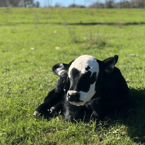 Pregnancy checks and their simplification with the MooHero system